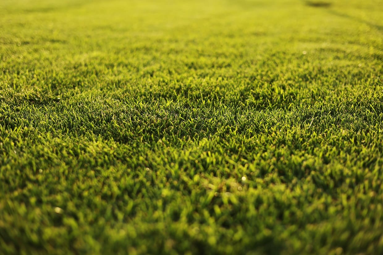 green-grass-close-up-cut-green-juicy-lawn-alpine-2023-11-27-05-27-31-utc