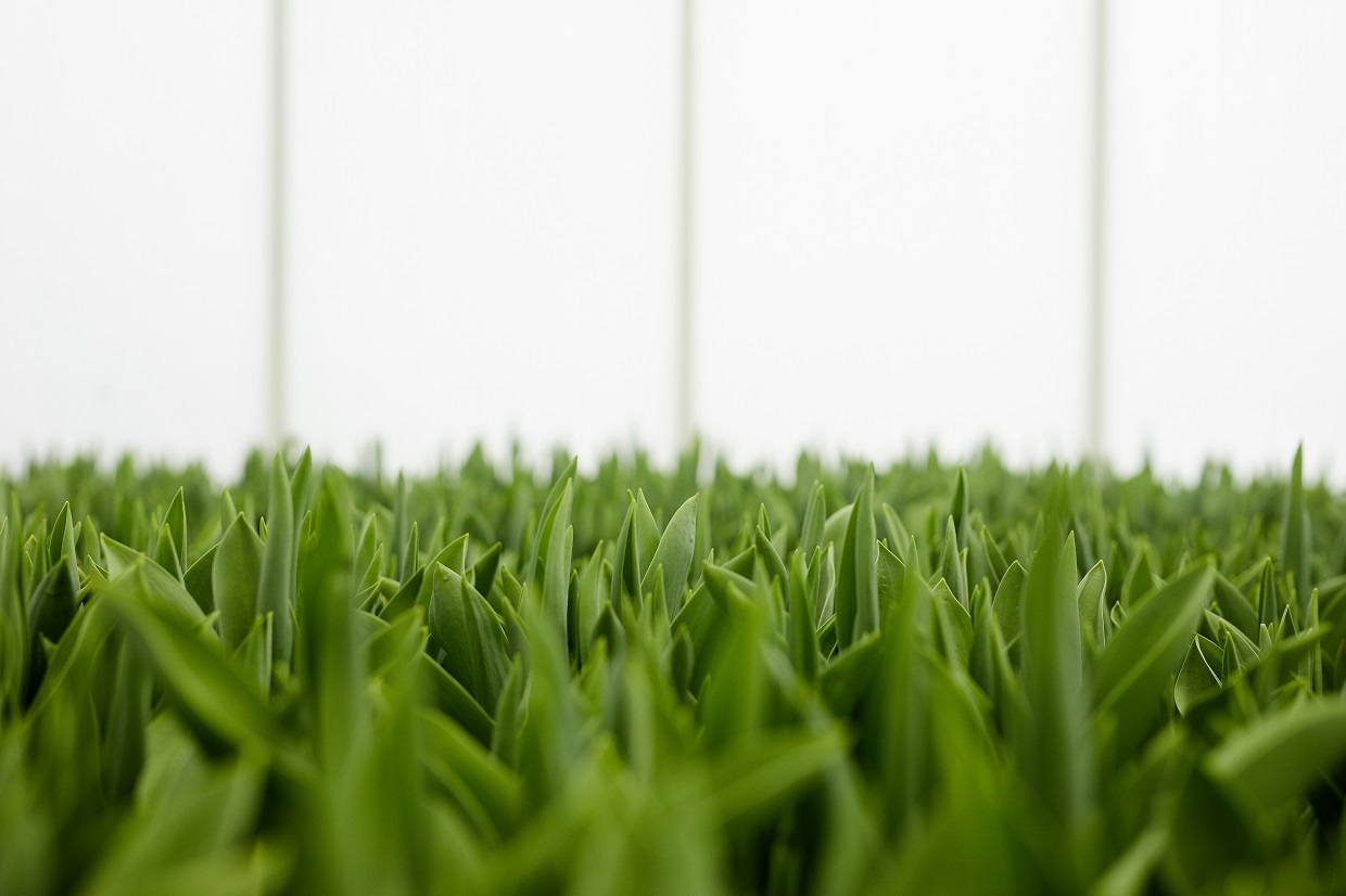 Close-up of row of green plants planting in greenhouse